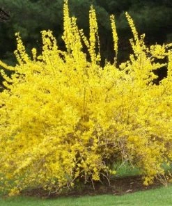 Garden Goods Direct Spring Glory Forsythia
