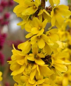 Garden Goods Direct Proven Winners® Color Choice® Show Off Starlet® Forsythia Shrubs