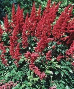 Garden Goods Direct Astilbe Fanal Perennials 6 Garden Goods Direct Astilbe Fanal Perennials