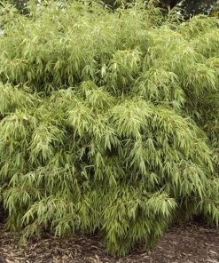 Garden Goods Direct Fargesia Rufa Clumping Bamboo Shrubs