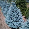 Garden Goods Direct Trees Fat Albert Colorado Blue Spruce