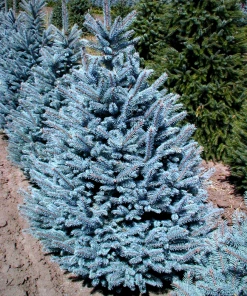 Garden Goods Direct Trees Fat Albert Colorado Blue Spruce