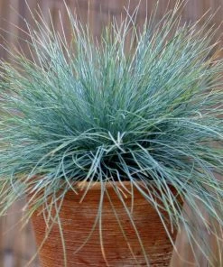 Garden Goods Direct Perennials Elijah Blue Fescue