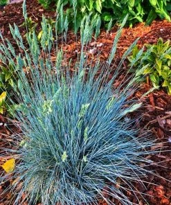 Garden Goods Direct Perennials Elijah Blue Fescue