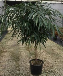 Garden Goods Direct Ficus Alii 6 Garden Goods Direct Ficus Alii