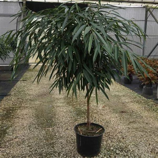 Garden Goods Direct Ficus Alii 3 Garden Goods Direct Ficus Alii