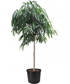 Garden Goods Direct Ficus Alii