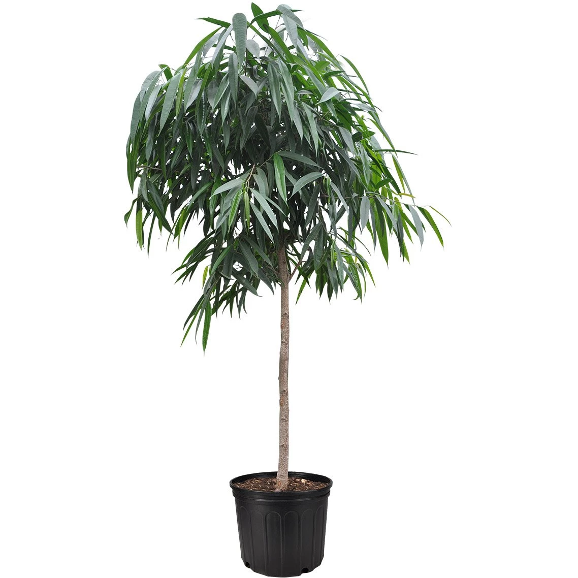Garden Goods Direct Ficus Alii 1 Garden Goods Direct Ficus Alii