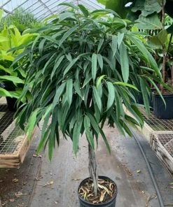 Garden Goods Direct Ficus Alii 7 Garden Goods Direct Ficus Alii