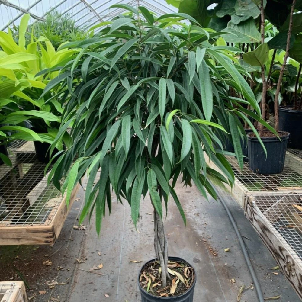 Garden Goods Direct Ficus Alii 4 Garden Goods Direct Ficus Alii