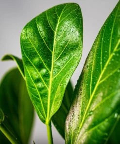 Garden Goods Direct House Plants Ficus Audrey