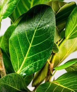 Garden Goods Direct House Plants Ficus Audrey