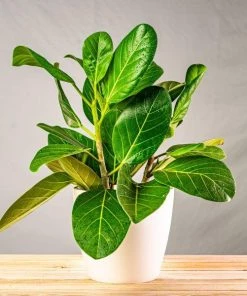 Garden Goods Direct House Plants Ficus Audrey