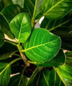 Garden Goods Direct House Plants Ficus Audrey