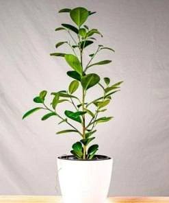 Garden Goods Direct Ficus Moclame