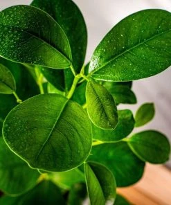 Garden Goods Direct Ficus Moclame