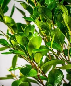 Garden Goods Direct Ficus Moclame