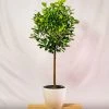Garden Goods Direct Ficus Moclame