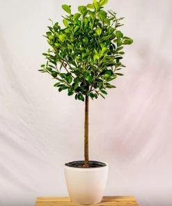 Garden Goods Direct Ficus Moclame