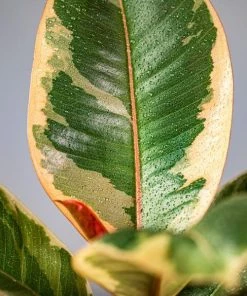 Garden Goods Direct Ficus Tineke