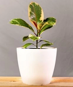 Garden Goods Direct Ficus Tineke