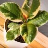Garden Goods Direct Ficus Tineke