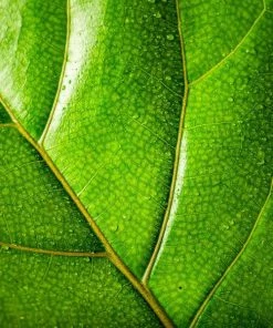 Garden Goods Direct House Plants Fiddle Leaf Fig Bushes