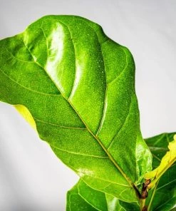 Garden Goods Direct House Plants Fiddle Leaf Fig Bushes