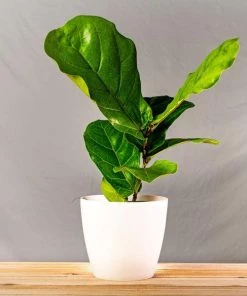 Garden Goods Direct House Plants Fiddle Leaf Fig Bushes