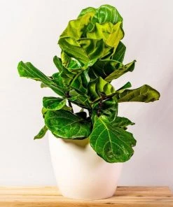 Garden Goods Direct House Plants Fiddle Leaf Fig Bushes