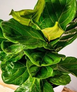 Garden Goods Direct House Plants Fiddle Leaf Fig Bushes