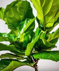 Garden Goods Direct House Plants Fiddle Leaf Fig Tree