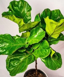 Garden Goods Direct House Plants Fiddle Leaf Fig Tree
