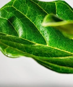 Garden Goods Direct House Plants Fiddle Leaf Fig Tree