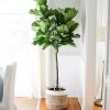 Garden Goods Direct House Plants Fiddle Leaf Fig Tree