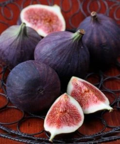 Garden Goods Direct Trees Black Mission Fig Tree