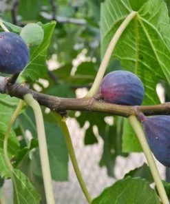 Garden Goods Direct Trees Black Mission Fig Tree