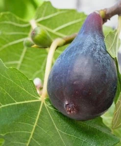 Garden Goods Direct Trees Black Mission Fig Tree