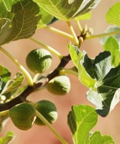 Garden Goods Direct Trees Black Mission Fig Tree