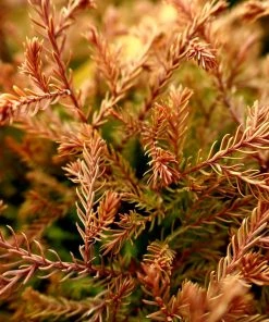 Garden Goods Direct Fire Chief™ Thuja