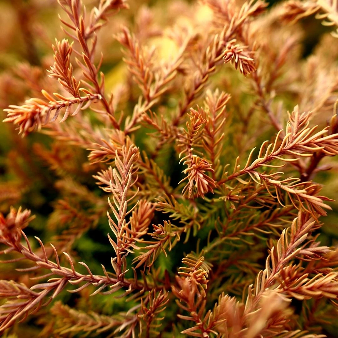 Garden Goods Direct Fire Chief™ Thuja 1 Garden Goods Direct Fire Chief™ Thuja