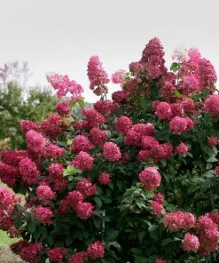 Garden Goods Direct Shrubs Proven Winners® Color Choice® Fire Light® Hydrangea