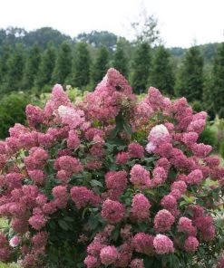 Garden Goods Direct Shrubs Proven Winners® Color Choice® Fire Light® Hydrangea 7 Garden Goods Direct Shrubs Proven Winners® Color Choice® Fire Light® Hydrangea
