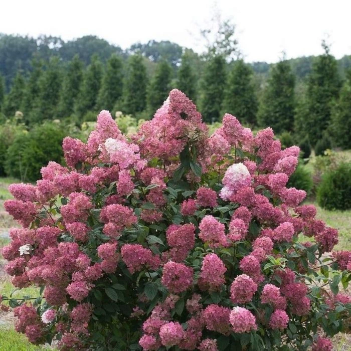 Garden Goods Direct Shrubs Proven Winners® Color Choice® Fire Light® Hydrangea 4 Garden Goods Direct Shrubs Proven Winners® Color Choice® Fire Light® Hydrangea