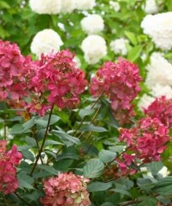 Garden Goods Direct Shrubs Proven Winners® Color Choice® Fire Light® Hydrangea