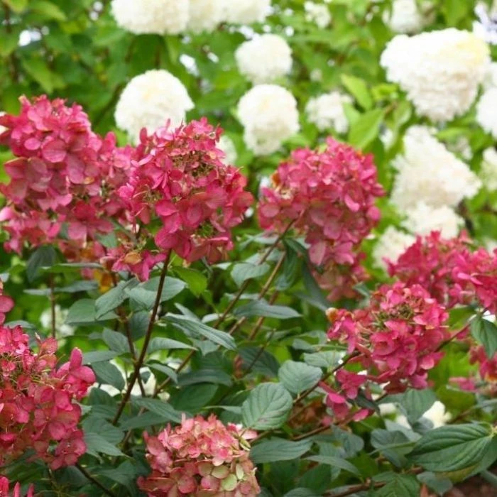 Garden Goods Direct Shrubs Proven Winners® Color Choice® Fire Light® Hydrangea 2 Garden Goods Direct Shrubs Proven Winners® Color Choice® Fire Light® Hydrangea