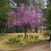 Garden Goods Direct Trees Forest Pansy Redbud