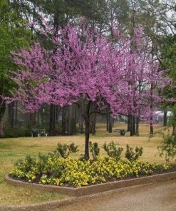 Garden Goods Direct Trees Forest Pansy Redbud