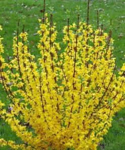 Garden Goods Direct Proven Winners® Color Choice® Show Off Starlet® Forsythia Shrubs