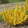Garden Goods Direct Proven Winners® Color Choice® Show Off® Sugar Baby® Forsythia